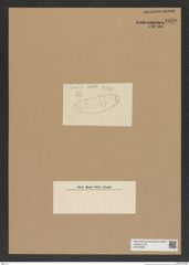 Diatomeae indet. Zeichnungen Sammlung Grunow Nr. 6830 (NHMW-BOT-W0375680)